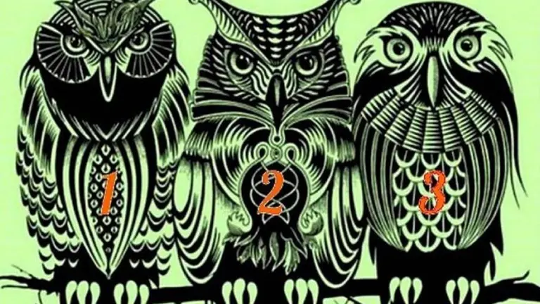 Test: elegí un búho y conocé aspectos ocultos de tu personalidad