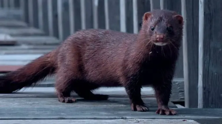 Dinamarca sacrificará a 15 millones de visones: cuál es el peligro asociado con el coronavirus