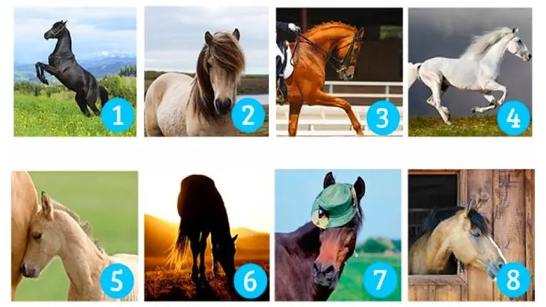 ¿Qué caballo elegís?: conocé tus deseos más profundos