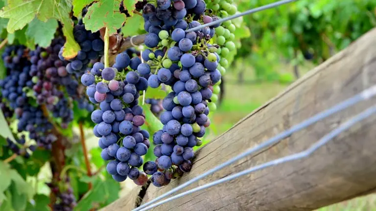 Cómo es el nuevo vino de Luigi Bosca que nace a partir de un terruño muy poco conocido