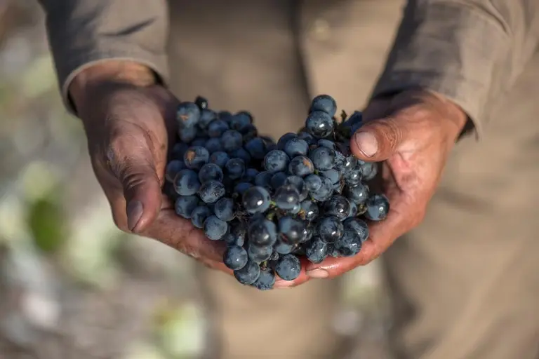 FECOVITA fue seleccionada para un proyecto tecnológico impulsado por el Programa Mendoza Tec Asociativo, financiado por el BID