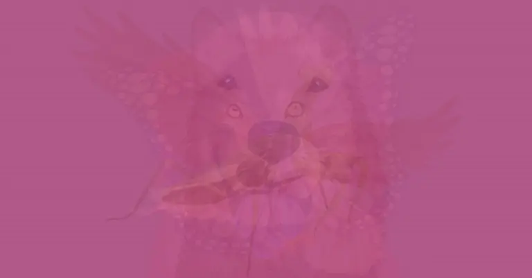 Test de personalidad: ¿Qué animal ves primero? Te sorprenderá lo que están a punto de saber