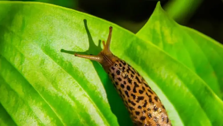 Curiosidades sobre las babosas que siempre quisiste saber