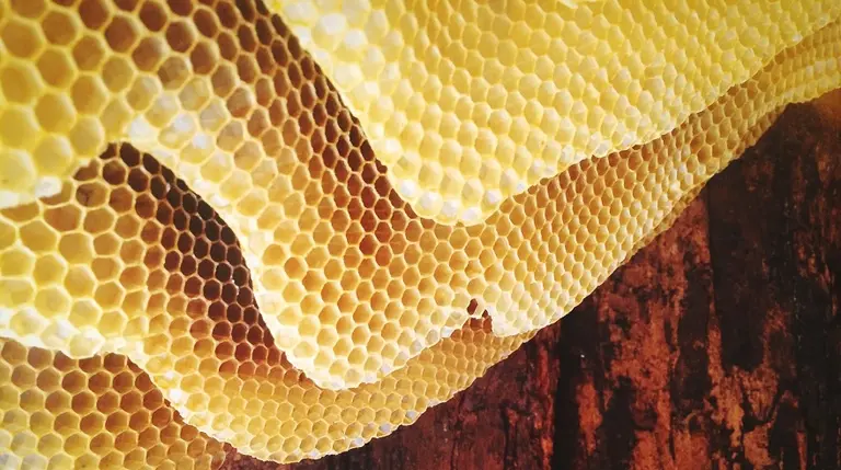 Más común de lo que se cree: ¿qué es la tripofobia y cómo saber si uno la sufre?