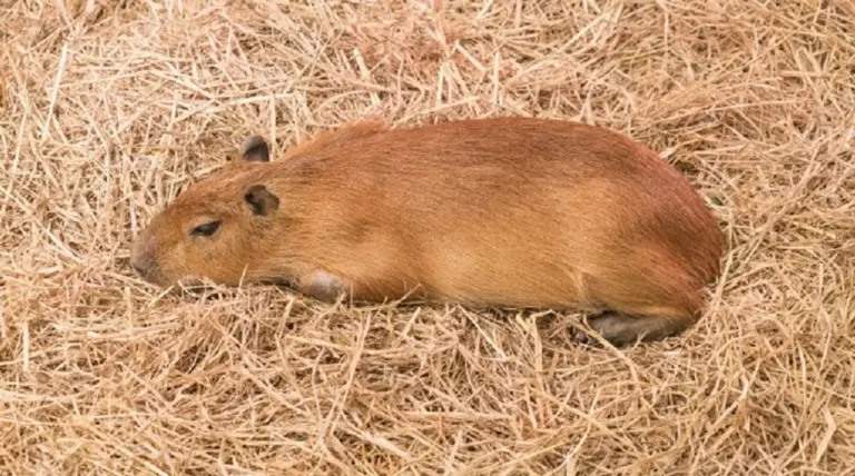 Todo lo que querés saber sobre carpinchos: ¿pueden ser mascotas?