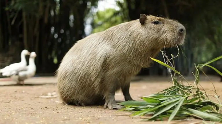 Carpincho: características y nivel de peligrosidad