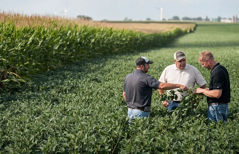 La Secretaría de Comercio y la Comisión de Defensa de la Competencia objetaron la fusión de Syngenta y Nidera
