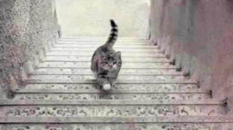 ¿Qué está haciendo este gato? Tu respuesta dirá cómo afrontás los problemas