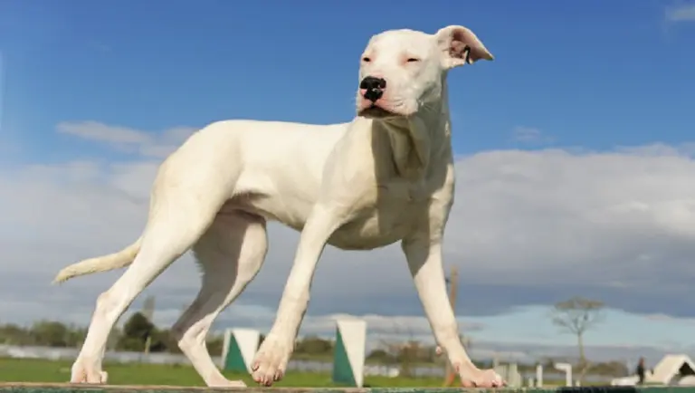 Curiosidades sobre el dogo argentino: ¿pueden ser buenas mascotas?