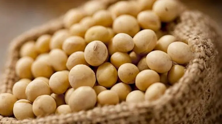 El consumo de soja aumenta el riesgo de cáncer de mama: ¿mito o realidad?