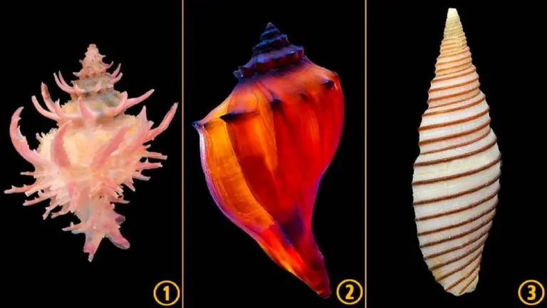 El test de los caracoles: descubrí algo interesante sobre tu personalidad