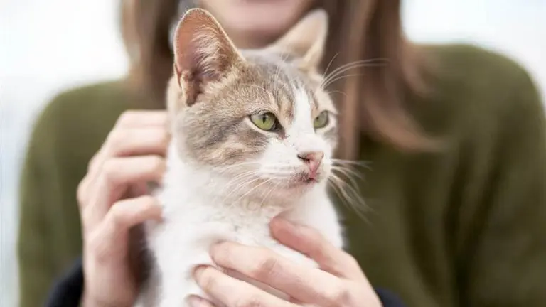 Cómo saber si tu perro o gato tiene coronavirus: estos son los síntomas y así tenés que cuidarlo