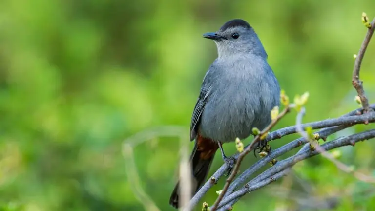 Cuál es el origen del dicho "me lo contó un pajarito"