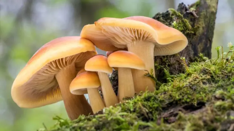 ¿Tu próximo celular podría estar hecho con hongos?: esto dicen los expertos