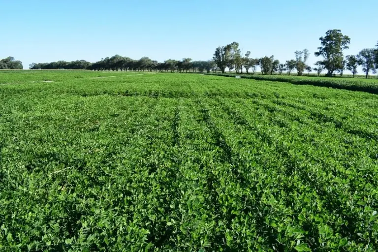 10.000 productores rurales intimados: esta es la cifra millonaria que deben a ARBA