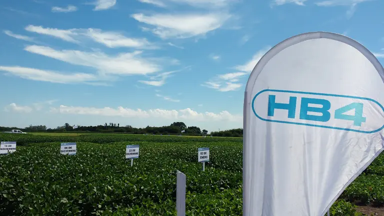 Bioceres suma inteligencia artificial para el desarrollo de variedades de soja HB4