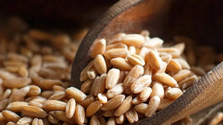 Arroz yamaní: cómo se cocina y cómo incluirlo en la dieta con estas 6 recetas