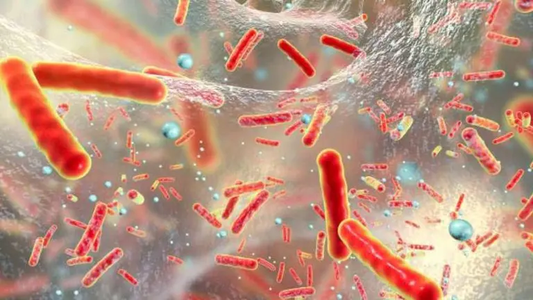 No todos los virus son malos: estos son los que conviven en tu cuerpo y te ayudan a vivir