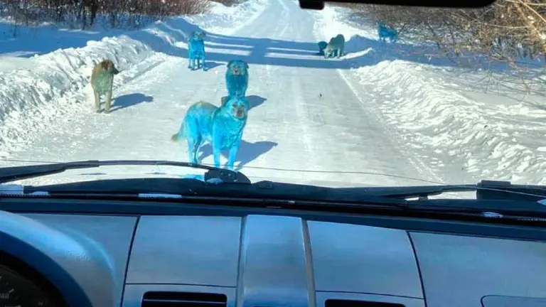 Perros azules en Rusia: ¿de qué se trata este misterioso fenómeno?