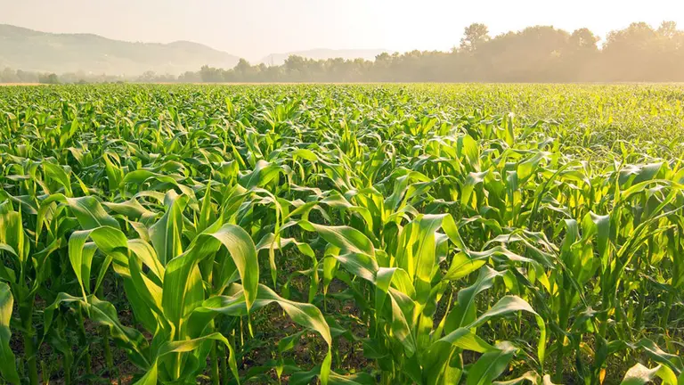 Cambios en el control de una de las mayores empresa de agroquímicos del país