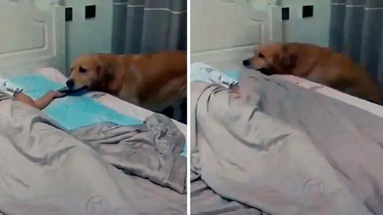 Viral: un perro arropa y apaga la luz de la habitación al ver a su dueño dormido