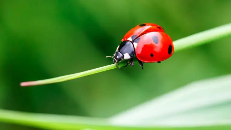 Soñar con insectos: cuál es el significado de esta extraña experiencia
