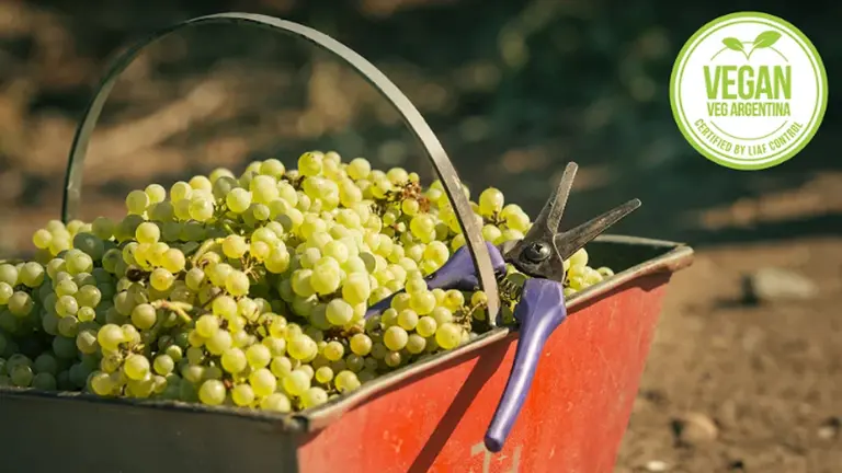 Vinos: lanzan en Argentina espumantes aptos para veganos, ¿cómo se elaboran?