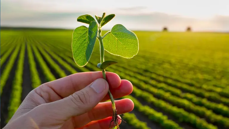 Diseñaron un dispositivo para certificar calidad de cosechas y dieron vuelta el modelo de negocios de las Agtech