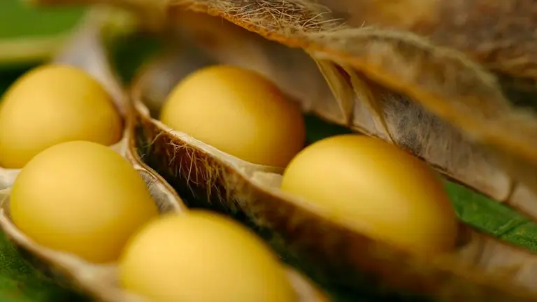 La presión como ley: por qué Bayer Monsanto puso en suspenso su negocio de soja en la Argentina
