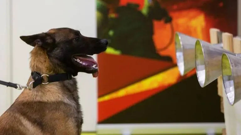 Los perros pueden detectar el Covid-19 con una altísima precisión ¿cómo lo hacen?