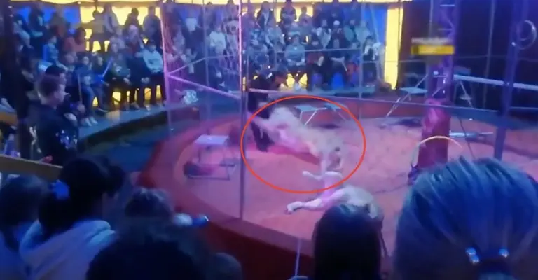 Mirá el escalofriante ataque de dos leonas a su domador en el circo