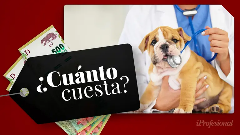 Todo un presupuesto: ¿cuánto cuesta mantener un gato o un perro en Argentina?