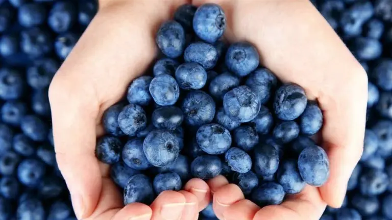 ¿Sigue siendo buen negocio producir arándanos en la Argentina?: esta es la realidad del sector