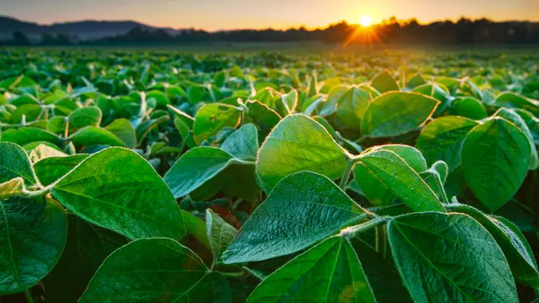 Retenciones de 0% para las exportaciones de productos orgánicos y agroindustriales