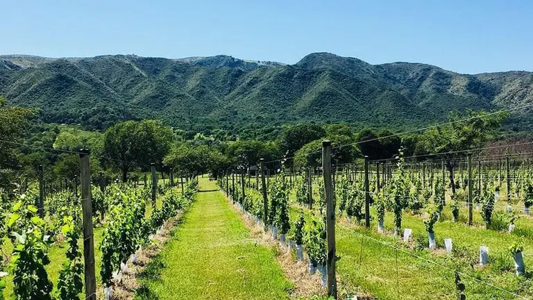 Criptomoneda respaldada por vino: ahora bodegas argentinos podrán sumarse a esta tendencia