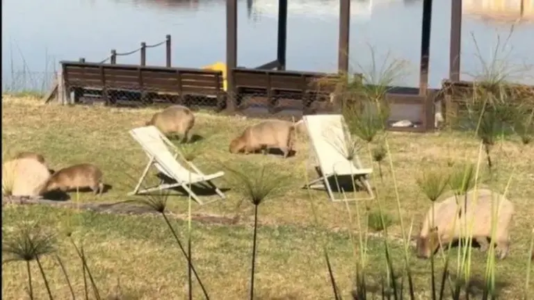 Entre jardines rotos y perros heridos, Nordelta vive un alerta roja por invasión de carpinchos