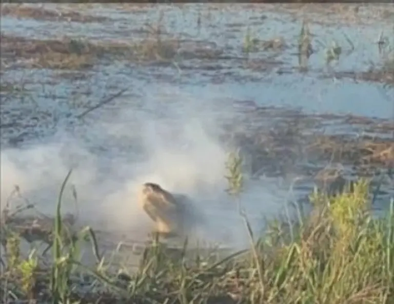 VIDEO| Cocodrilo atrapa un dron, se lo come y su boca se llena de humo