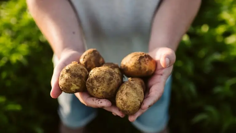 Transformación estratégica: cómo Pepsico buscará generar valor sostenible a largo plazo
