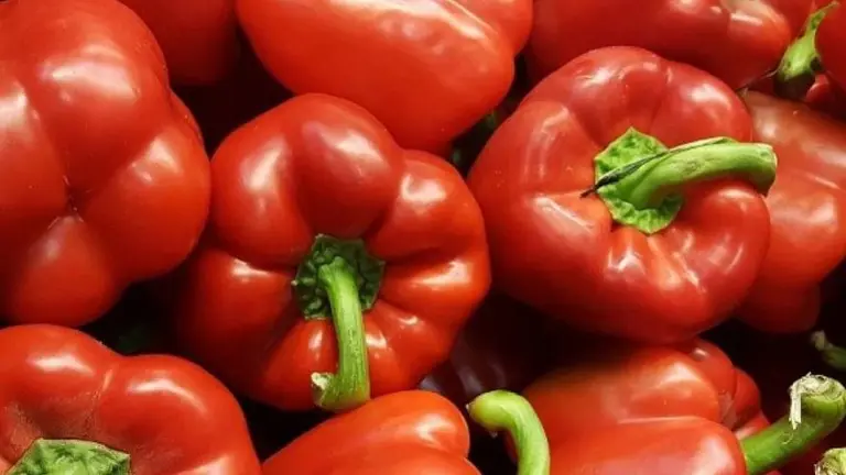 Precios insólitos: por qué un kilo de morrón cuesta tanto como uno de carne