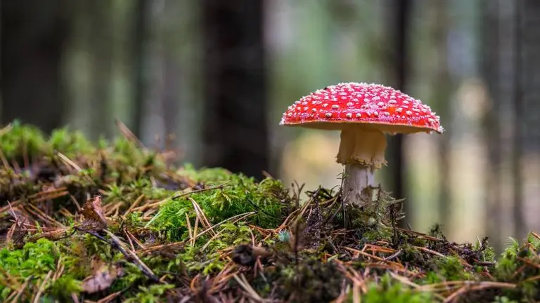 Comió hongos alucinógenos, creyó que un enano era un duende y lo encerró en el armario