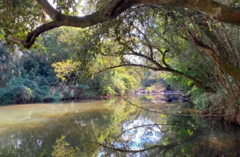¿Cuántas hectáreas de bosques talaron en las 8 horas que estuvo caído WhatsApp esta semana?