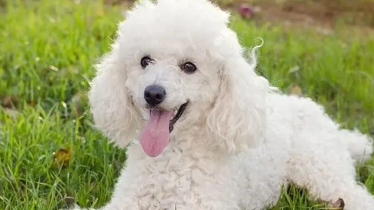 A 33 años de una tragedia insólita: un caniche cayó del piso 13 y murieron tres personas