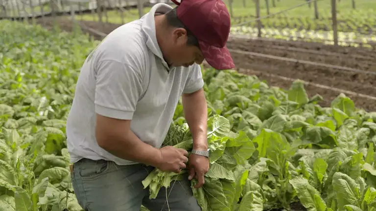 Microseguros: así es la nueva cobertura para emprendimientos de Provincia Seguros y Provincia Vida