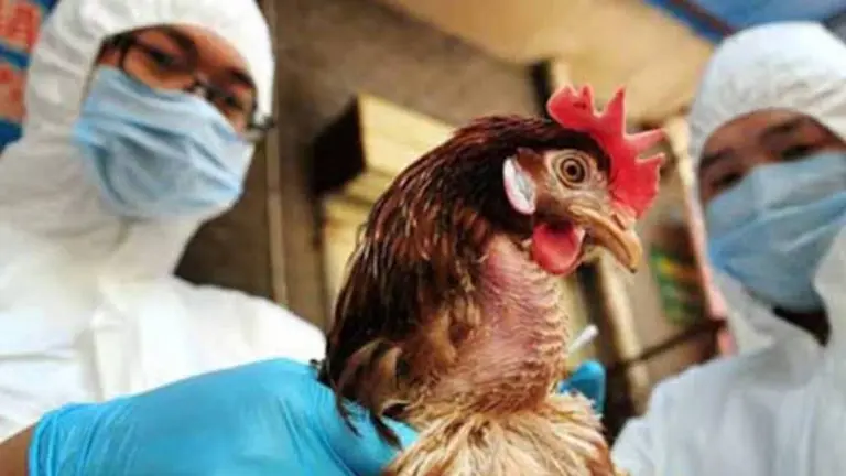 China reporta el primer caso de gripe aviar H3N8 en humanos