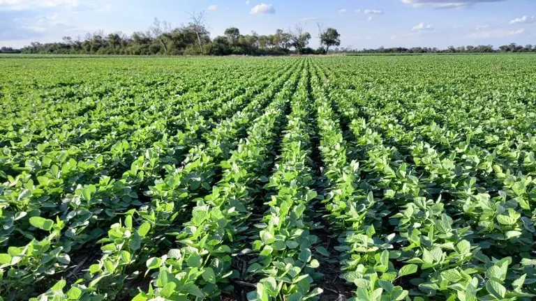 Productores agropecuarios: ARCA da más plazo para subsanar incumplimientos formales