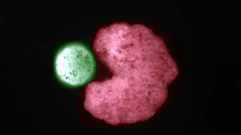 Crean "robots vivientes" capaces de reproducirse