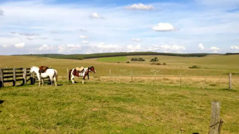 Compra de campos: en Uruguay detectan un crecimiento de la demanda por parte de argentinos