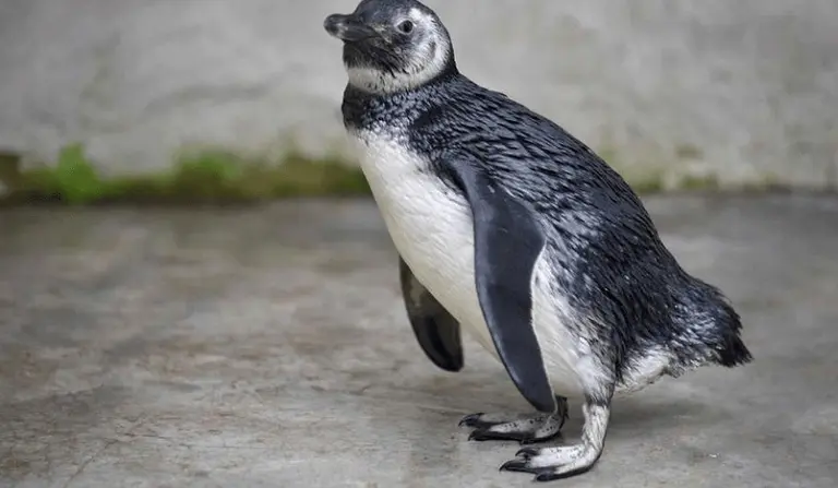 Hinchas de un equipo de fútbol quisieron entrar a la cancha con un pingüino como mascota