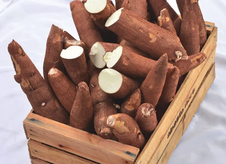 Mandioca: 5 propiedades desconocidas, por qué no debés consumirla cruda y recetas para incorporarla en tu dieta