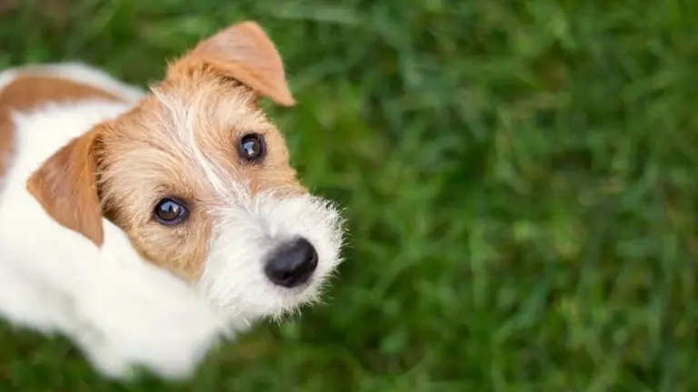 ¿Los perros ven en colores o no? 6 curiosidades sobre la visión de tus mascotas